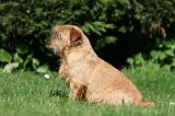 NORFOLK TERRIER 044